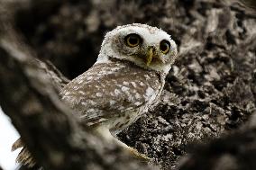 Spotted Owl in Ajmer's Outskirts - India