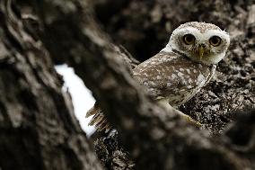 Spotted Owl in Ajmer's Outskirts - India