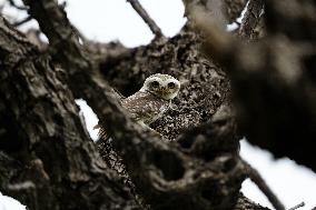 Spotted Owl in Ajmer's Outskirts - India