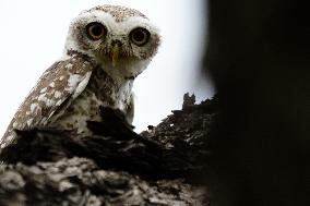 Spotted Owl in Ajmer's Outskirts - India