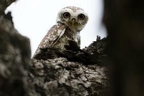 Spotted Owl in Ajmer's Outskirts - India