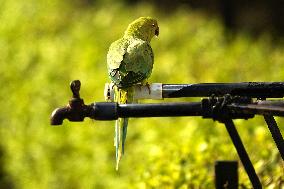 Parrot Quenches Thirst at Tap in Ajmer Heat - India