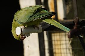 Parrot Quenches Thirst at Tap in Ajmer Heat - India