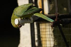 Parrot Quenches Thirst at Tap in Ajmer Heat - India