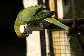 Parrot Quenches Thirst at Tap in Ajmer Heat - India