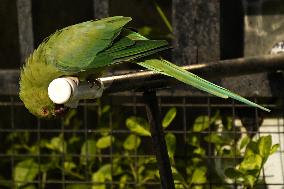 Parrot Quenches Thirst at Tap in Ajmer Heat - India