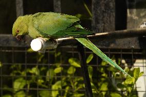 Parrot Quenches Thirst at Tap in Ajmer Heat - India