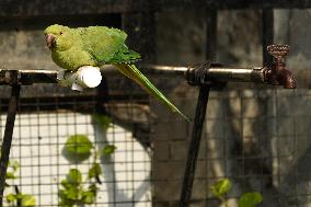 Parrot Quenches Thirst at Tap in Ajmer Heat - India