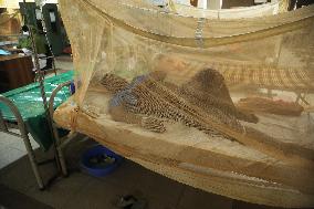Dengue Cases Rising In Bangladesh - Dhaka