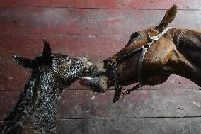 Foaling At Silver Duck Stable - Canada