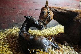 Foaling At Silver Duck Stable - Canada