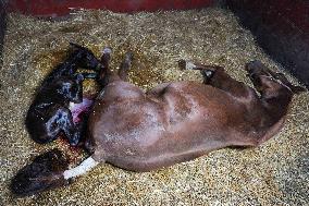 Foaling At Silver Duck Stable - Canada