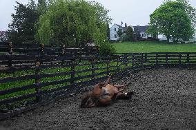 Foaling At Silver Duck Stable - Canada