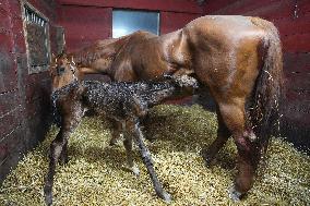Foaling At Silver Duck Stable - Canada