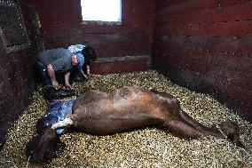 Foaling At Silver Duck Stable - Canada