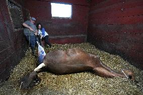 Foaling At Silver Duck Stable - Canada