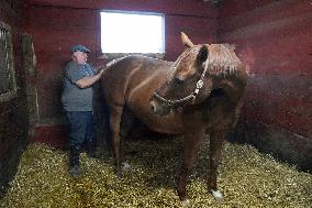 Foaling At Silver Duck Stable - Canada