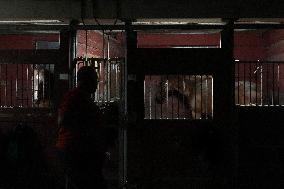 Foaling At Silver Duck Stable - Canada