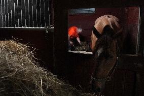 Foaling At Silver Duck Stable - Canada