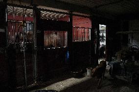 Foaling At Silver Duck Stable - Canada