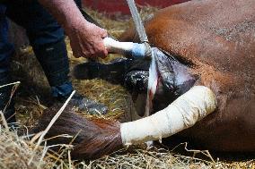 Foaling At Silver Duck Stable - Canada