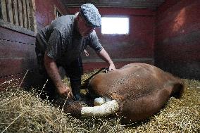 Foaling At Silver Duck Stable - Canada