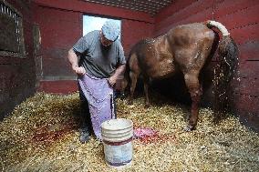 Foaling At Silver Duck Stable - Canada