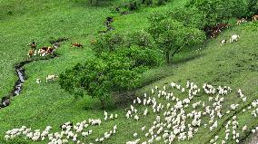 Nomadic Life in Inner Mongolia's Horqin Grassland - China