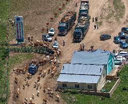Nomadic Life in Inner Mongolia's Horqin Grassland - China
