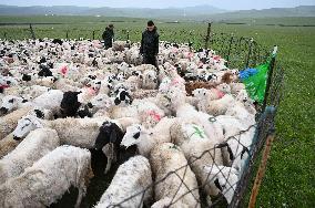 Nomadic Life in Inner Mongolia's Horqin Grassland - China