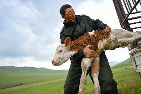 Nomadic Life in Inner Mongolia's Horqin Grassland - China