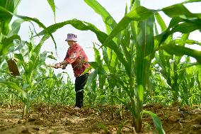 Agriculture Under High Temperatures