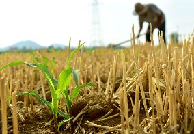 Agriculture Under High Temperatures