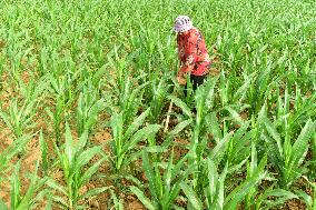 Agriculture Under High Temperatures