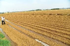 Agriculture Under High Temperatures