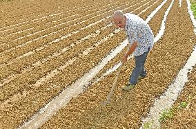 Agriculture Under High Temperatures