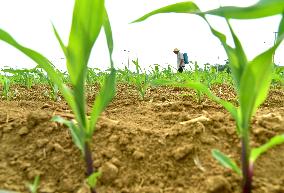 Agriculture Under High Temperatures