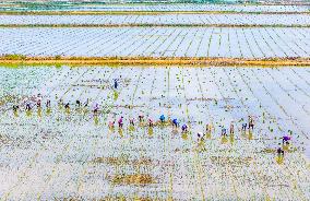 Rice Breeding Base in Suqian