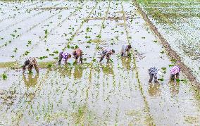 Rice Breeding Base in Suqian