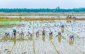 Rice Breeding Base in Suqian