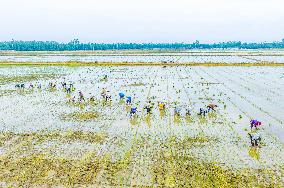 Rice Breeding Base in Suqian