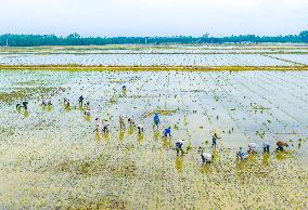 Rice Breeding Base in Suqian