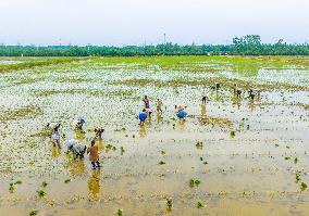 Rice Breeding Base in Suqian