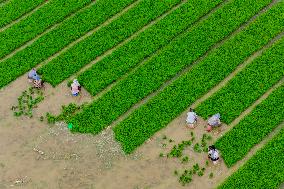 Rice Breeding Base in Suqian