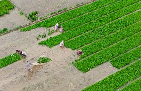 Rice Breeding Base in Suqian