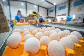 Laying Hens Intelligent Ecological Breeding