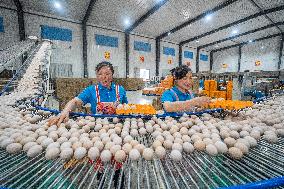 Laying Hens Intelligent Ecological Breeding