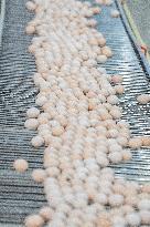 Laying Hens Intelligent Ecological Breeding