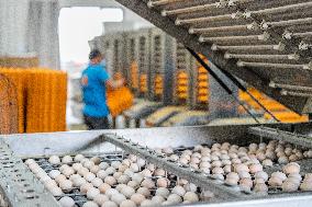Laying Hens Intelligent Ecological Breeding
