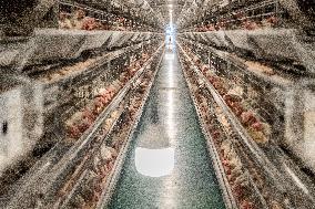 Laying Hens Intelligent Ecological Breeding